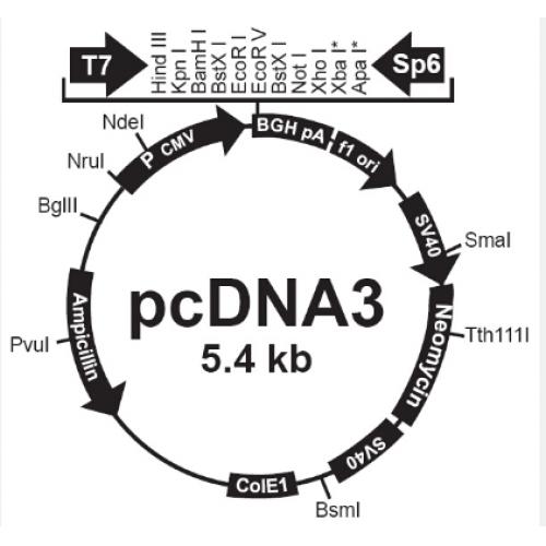 pcDNA3