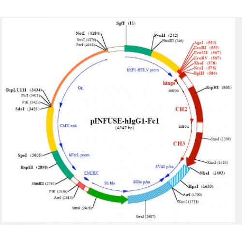 pINFUSE-hlgG1-Fc1