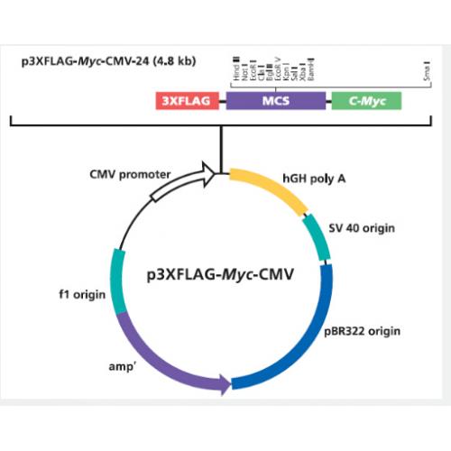 p3xFLAG-Myc-CMV-24