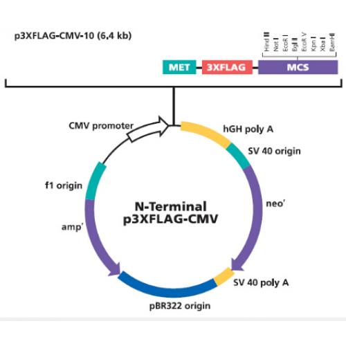 p3xFLAG-CMV-10