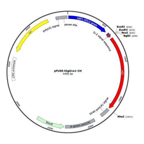 pFUSE-hIgG1e1-CH