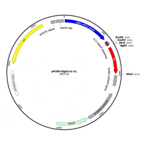 pFUSE-hIgG1e1-CL