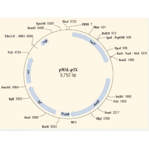 pMAL-p5g