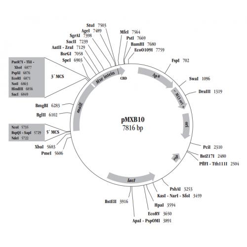 pMXB10