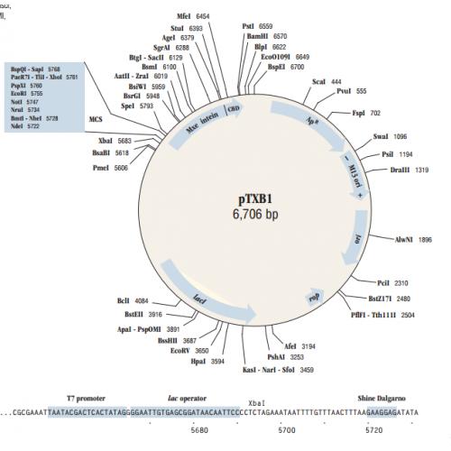 pTXB1
