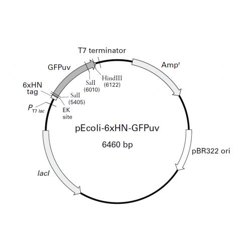 pEcoli-6xHN-GFPuv