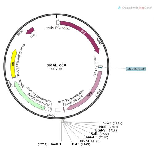 pMAL-c5x