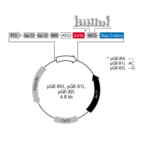 pQE-80L