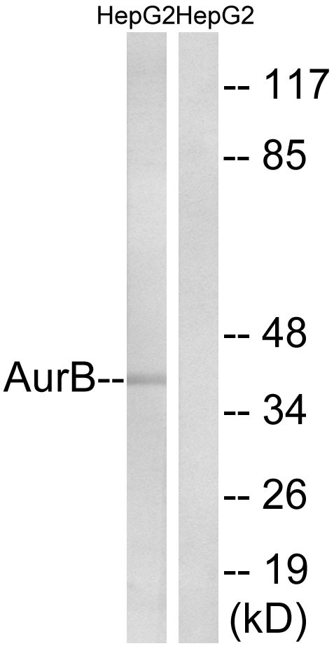 ARK-2 Polyclonal Antibody