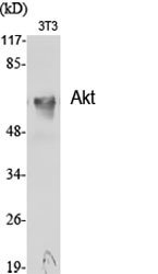 Akt Polyclonal Antibody