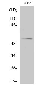 Akt Polyclonal Antibody