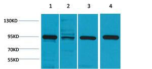 HSP90-α Polyclonal Antibody