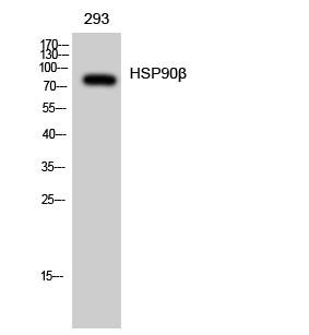 HSP90-β Polyclonal Antibody