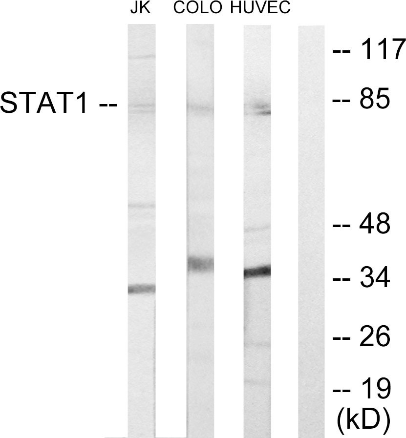 Stat1 Polyclonal Antibody