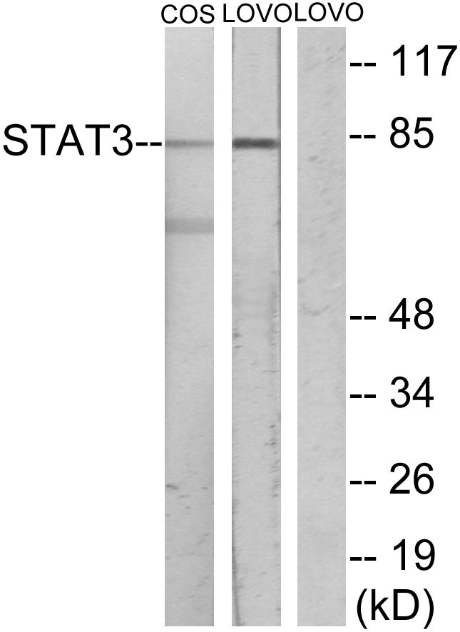 Stat3 Polyclonal Antibody