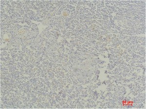 Stat4 Polyclonal Antibody