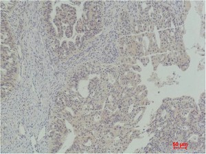 Stat5a Polyclonal Antibody