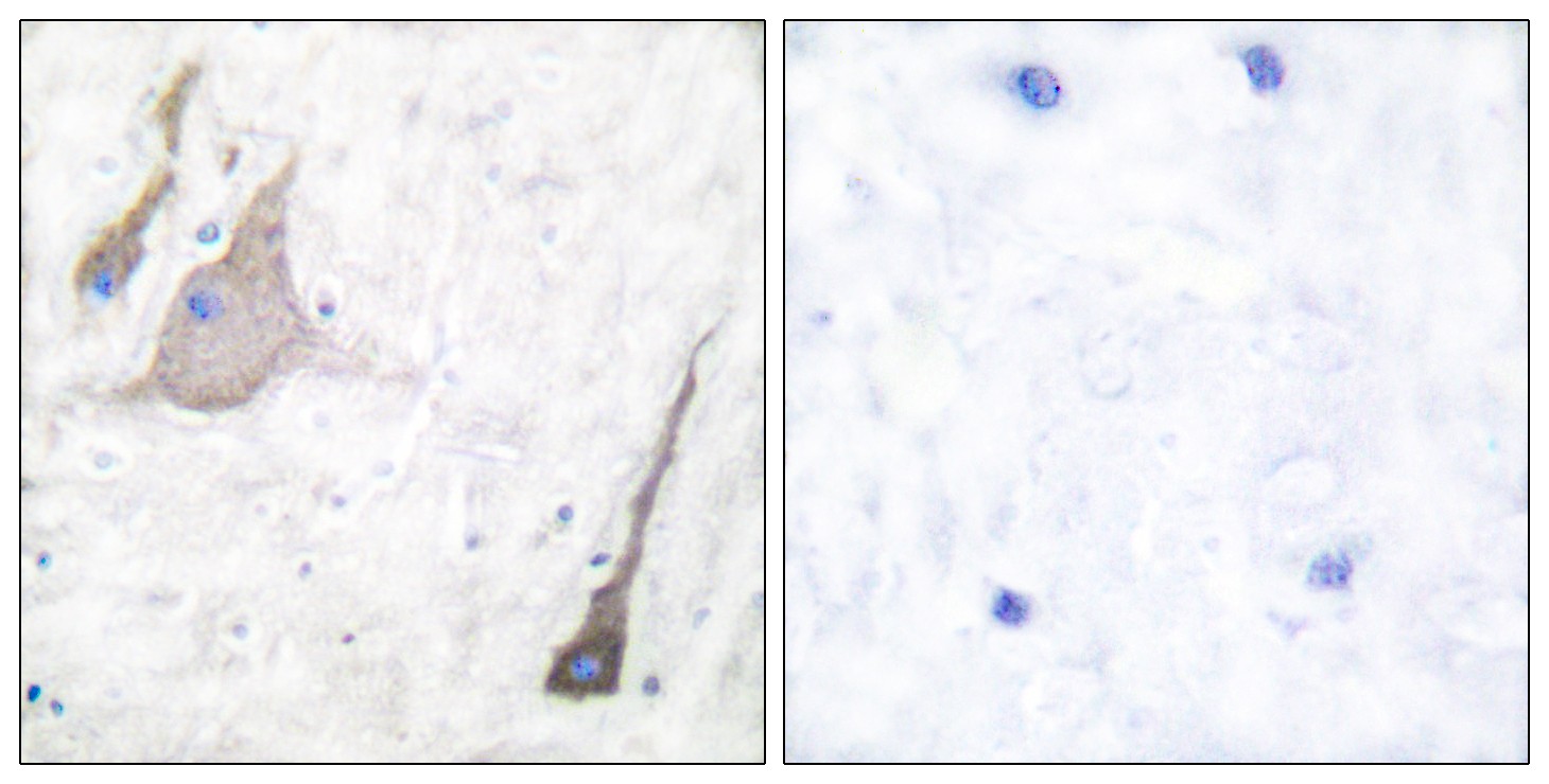 Synuclein-α Polyclonal Antibody