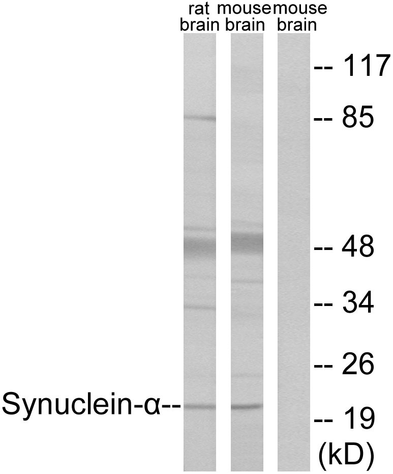 Synuclein-α Polyclonal Antibody