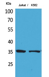 Ref-1 Polyclonal Antibody