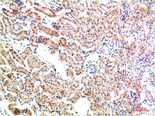 IkB α Rabbit Polyclonal Antibody