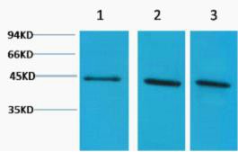 α-Skeletal Muscle Actin Polyclonal Antibody