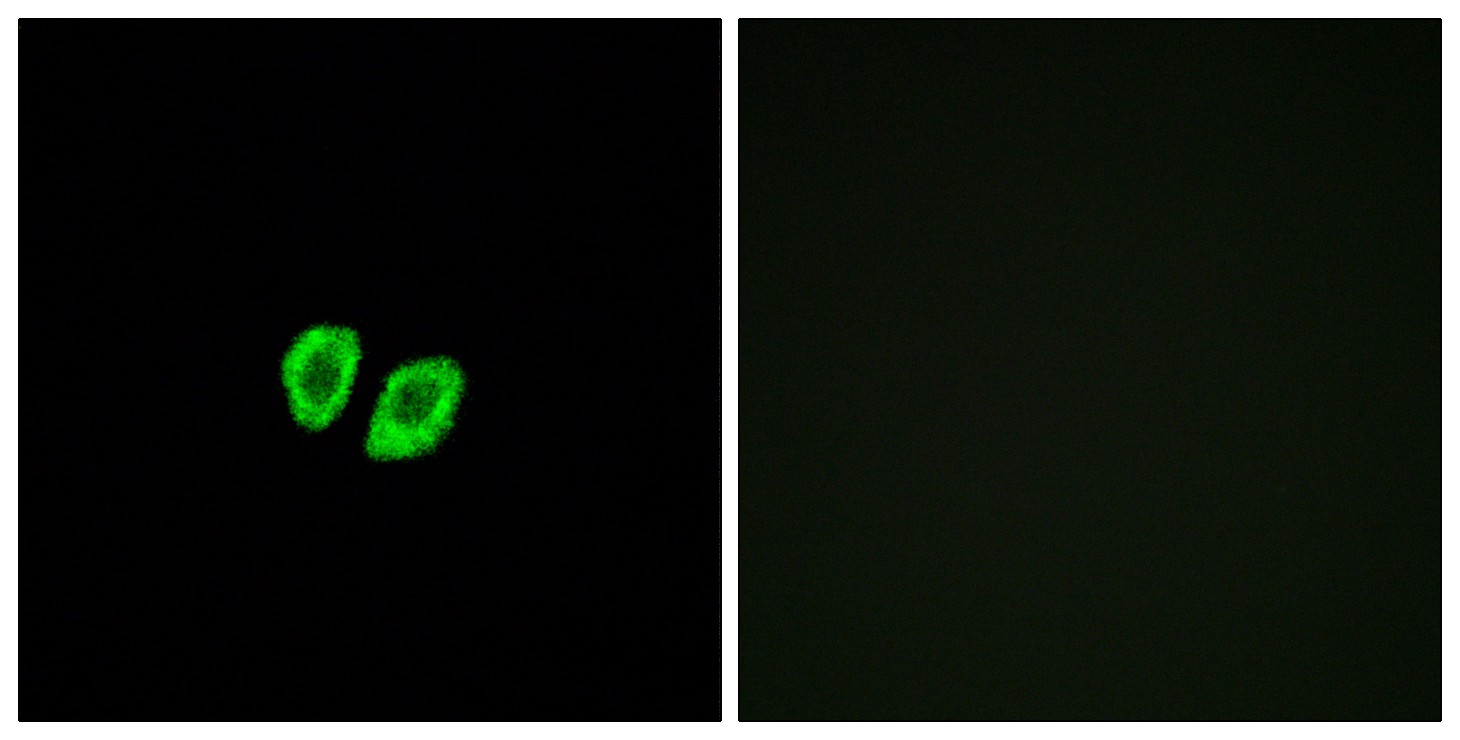 Relaxin Receptor 4 Polyclonal Antibody