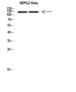 Ret Polyclonal Antibody