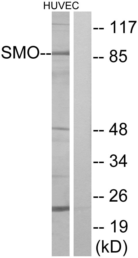 TLR4 Polyclonal Antibody