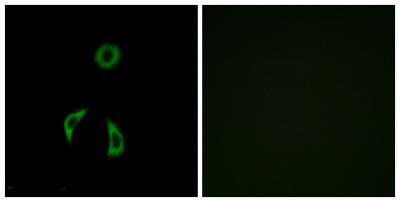 Frizzled-3 Polyclonal Antibody