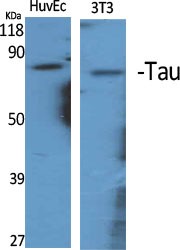 Tau Polyclonal Antibody