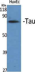 Tau Polyclonal Antibody