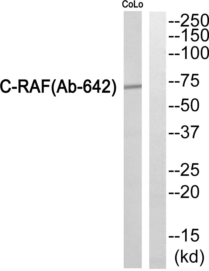 Raf-1 Polyclonal Antibody