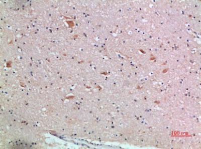 Frizzled-9 Polyclonal Antibody