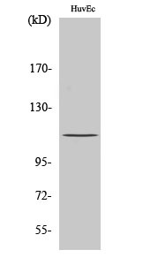 Rb Polyclonal Antibody