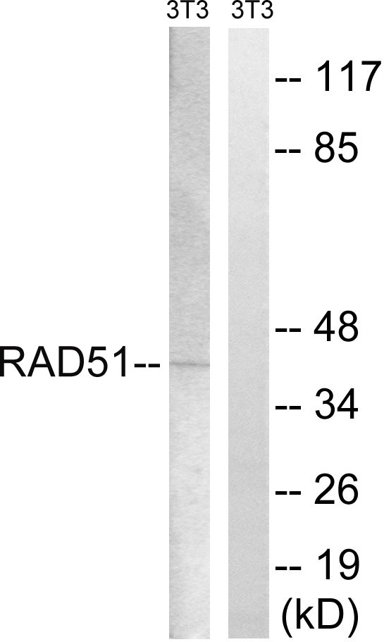 Rad51 Polyclonal Antibody