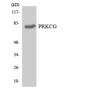 PKC γ Polyclonal Antibody