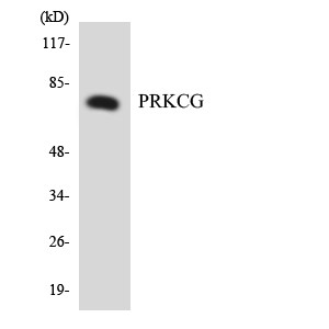 PKC γ Polyclonal Antibody