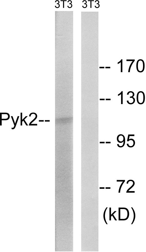 PYK2 Polyclonal Antibody