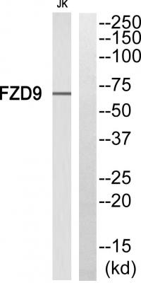 Frizzled-9 Polyclonal Antibody