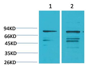 PI3 Kinase p85α Polyclonal Antibody