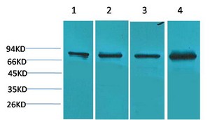 PI3 Kinase p85α Polyclonal Antibody