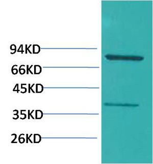 PI3 Kinase p85α Polyclonal Antibody