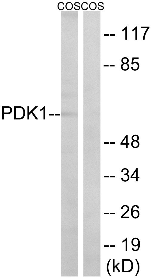 PDK1 Polyclonal Antibody