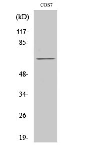 Paxillin Polyclonal Antibody