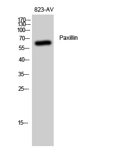 Paxillin Polyclonal Antibody