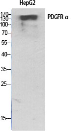 PDGFR-α Polyclonal Antibody