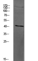 PAR4 Polyclonal Antibody