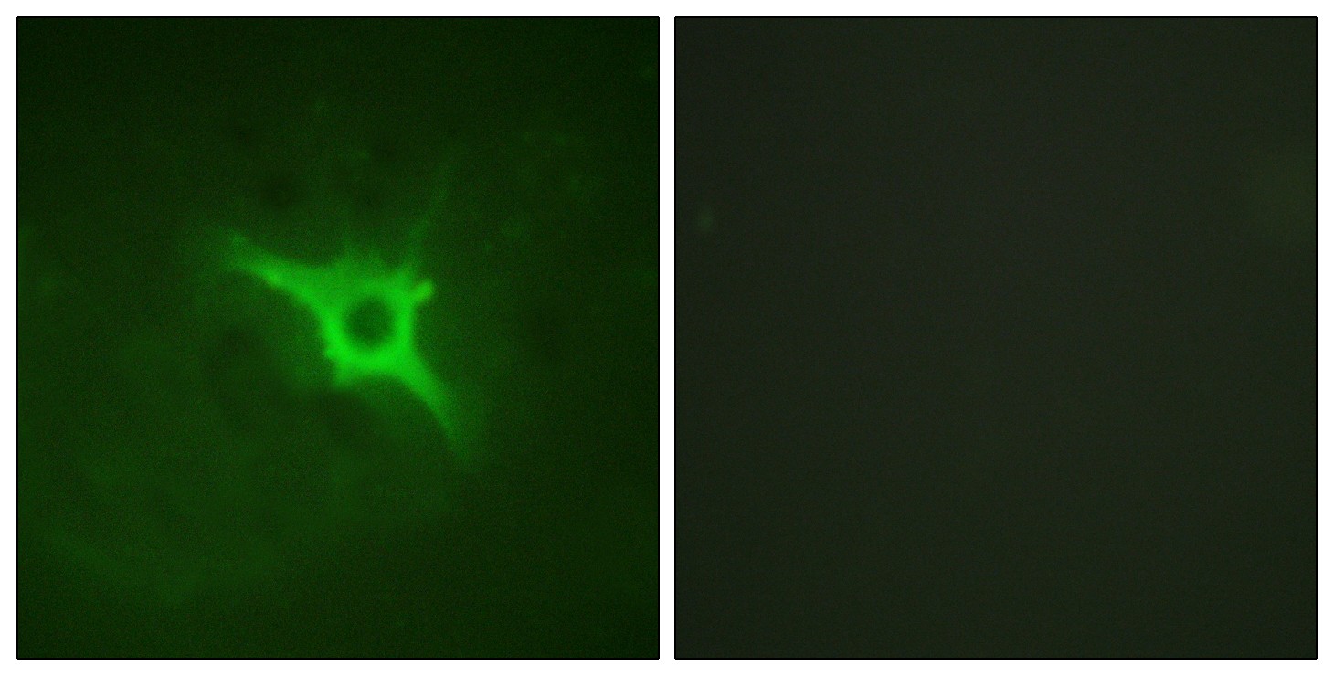 p47-phox Polyclonal Antibody