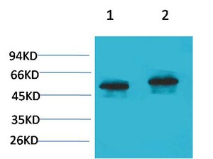 p53 Polyclonal Antibody